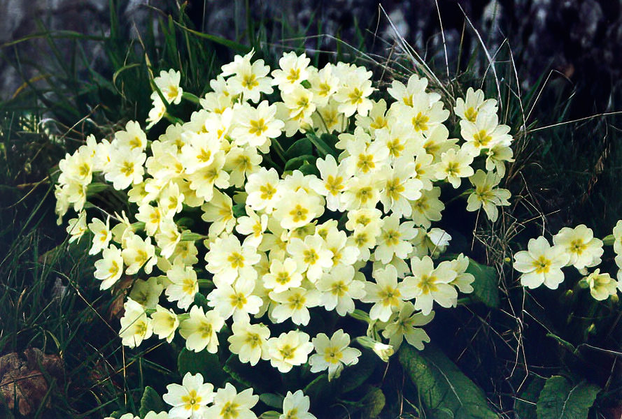 Primula vulgaris en fleurs dans un sous-bois clair d'Europe occidentale